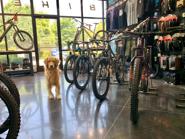 Franklin Bicycle Company Bicycle store in
  Franklin,Tennessee